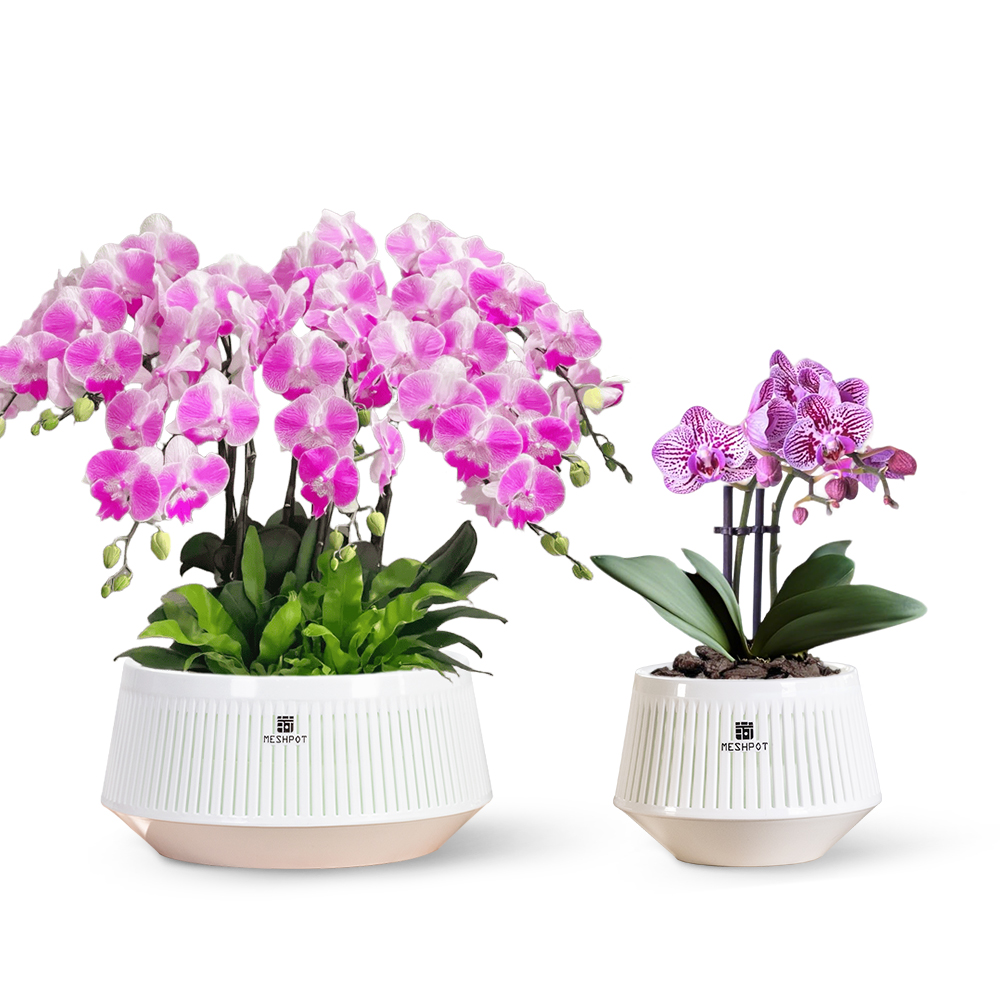 Orchid Pot with Holes & Saucer - Orchid Potting Mix reseña y precio
