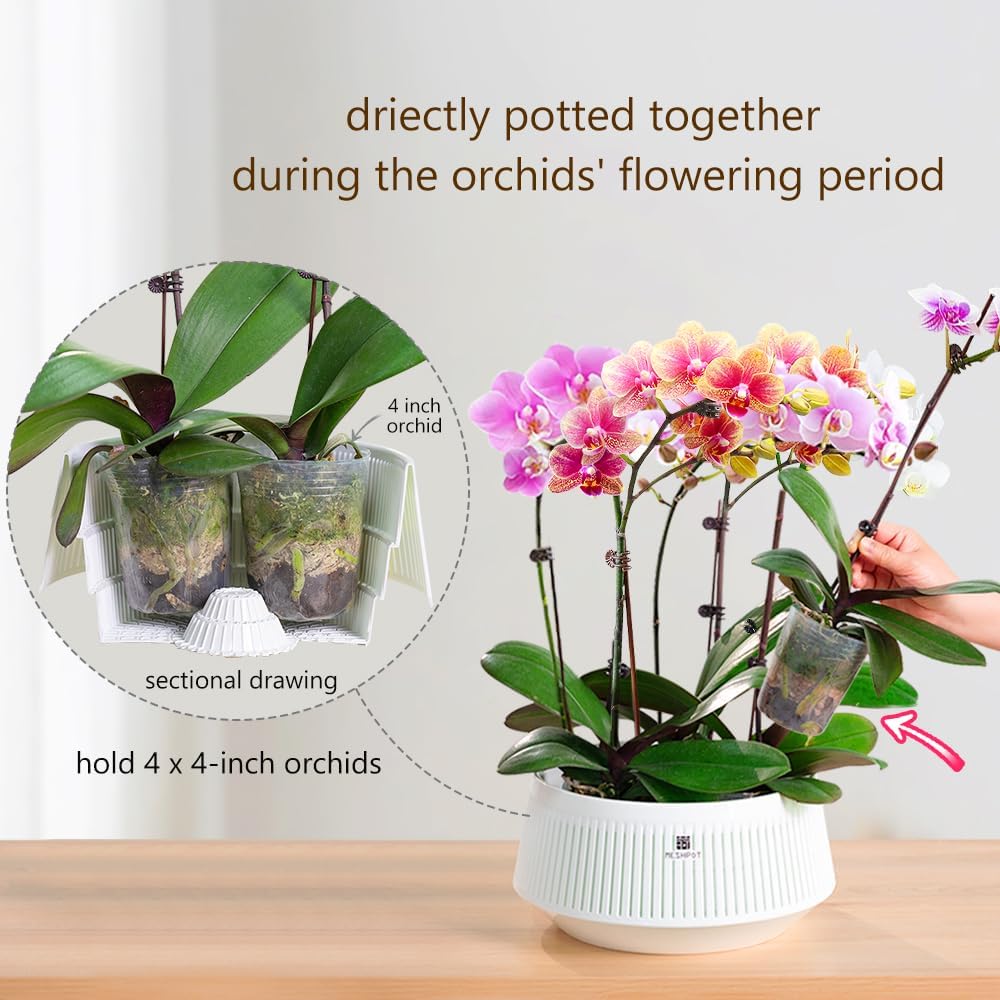 Orchid Pot with Holes & Saucer - Orchid Potting Mix reseña y precio