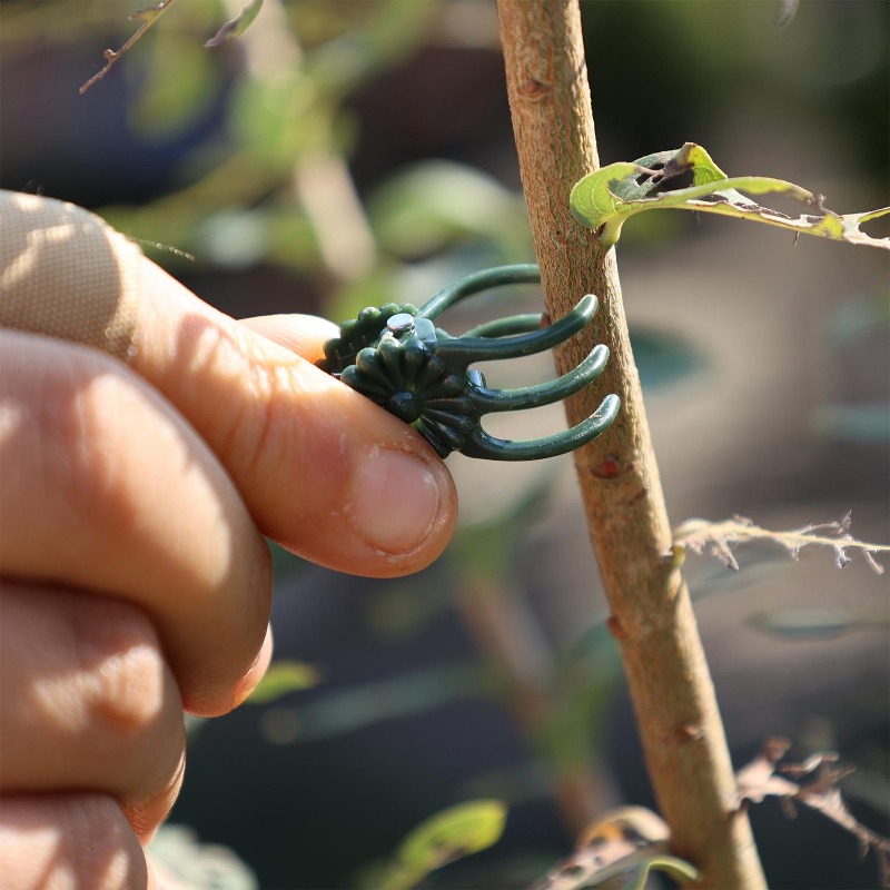 Wholesale Mini Plant Support C - Gardening Tools Wholesale reseña y precio