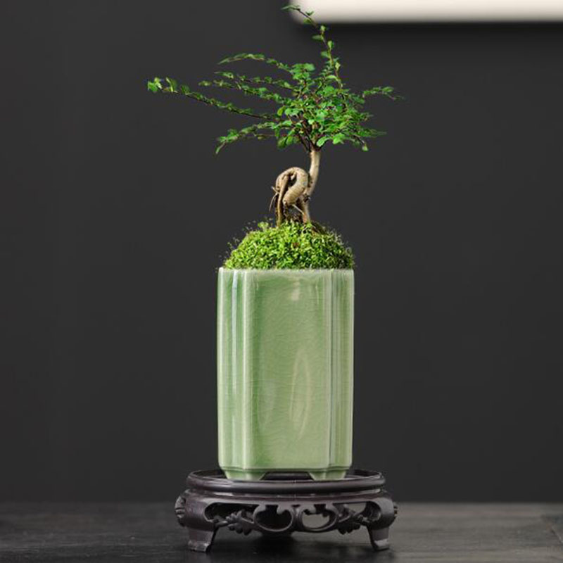 Porcelain Square Celadon Glaze - Orchid Potting Mix reseña y precio