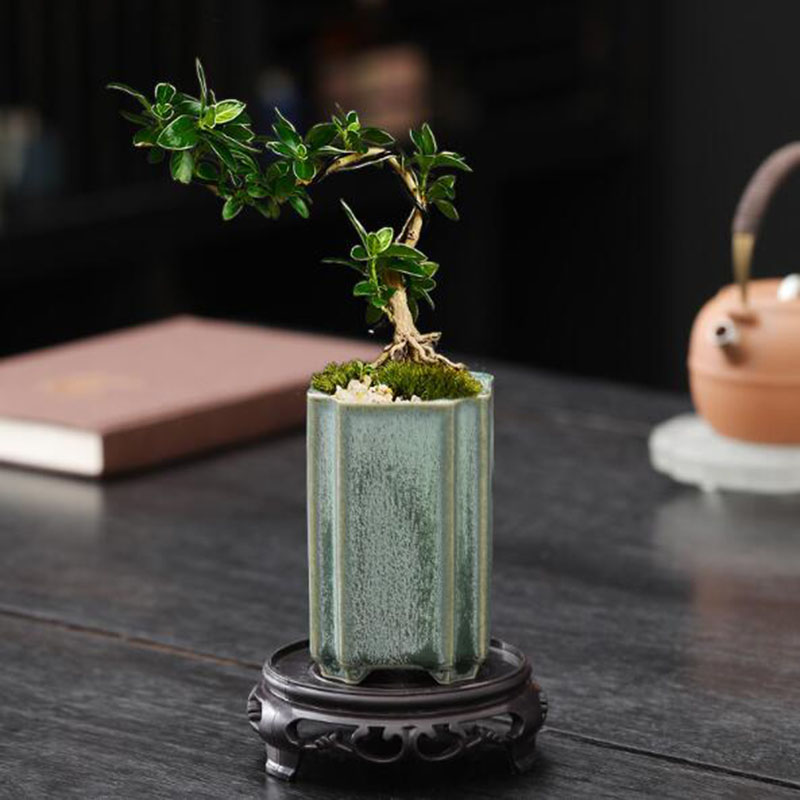 Porcelain Square Celadon Glaze - Orchid Potting Mix reseña y precio