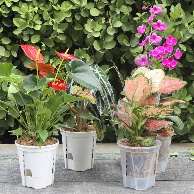 5pcs Transparent Orchid Pot wi - Orchid Potting Mix reseña y precio