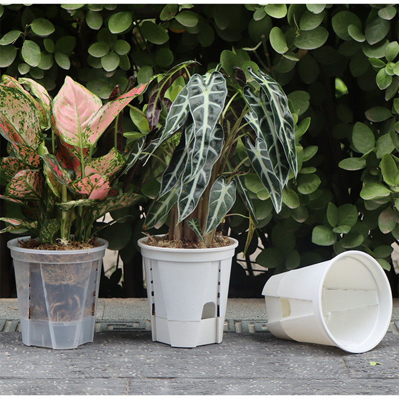 5pcs Transparent Orchid Pot wi - Orchid Potting Mix reseña y precio